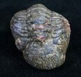 Enrolled Barrandeops (Phacops) Trilobite - Bumpy Shell #10599-2